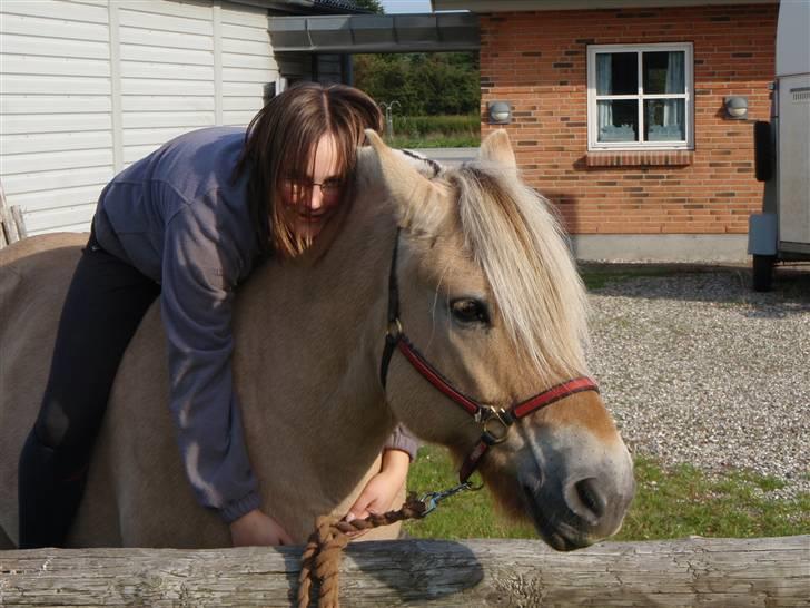 Fjordhest Lukas - Skulle lige kramme Lukas - Foto Frederikke billede 14