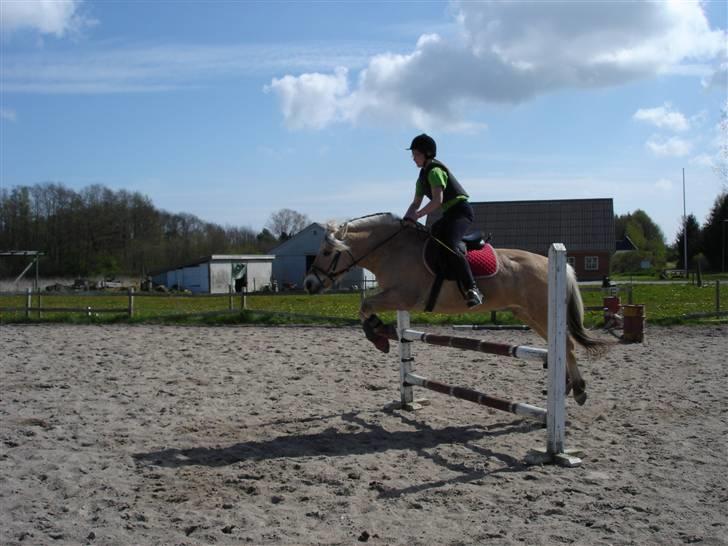 Fjordhest Lukas - Mig og Lukas springer  - Foto Mette billede 15