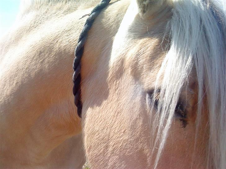 Fjordhest Lukas - Sommeren 2009 - Foto Lonnie billede 16