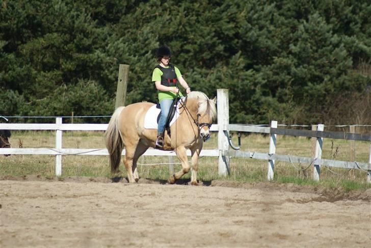 Fjordhest Lukas - Mig og Lukas træner - Foto Johni billede 17