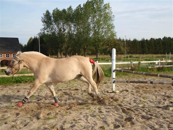Fjordhest Lukas - Lukas efter springet - Foto Mig billede 18