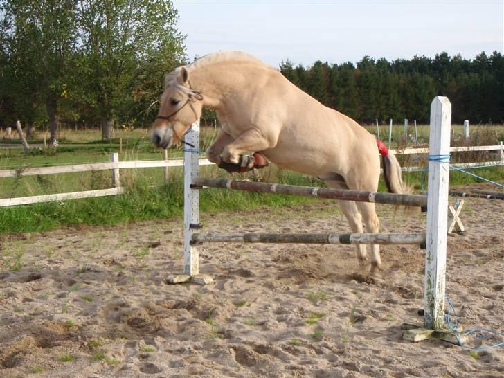 Fjordhest Lukas - Lukas løsspringer - Foto Mig billede 19
