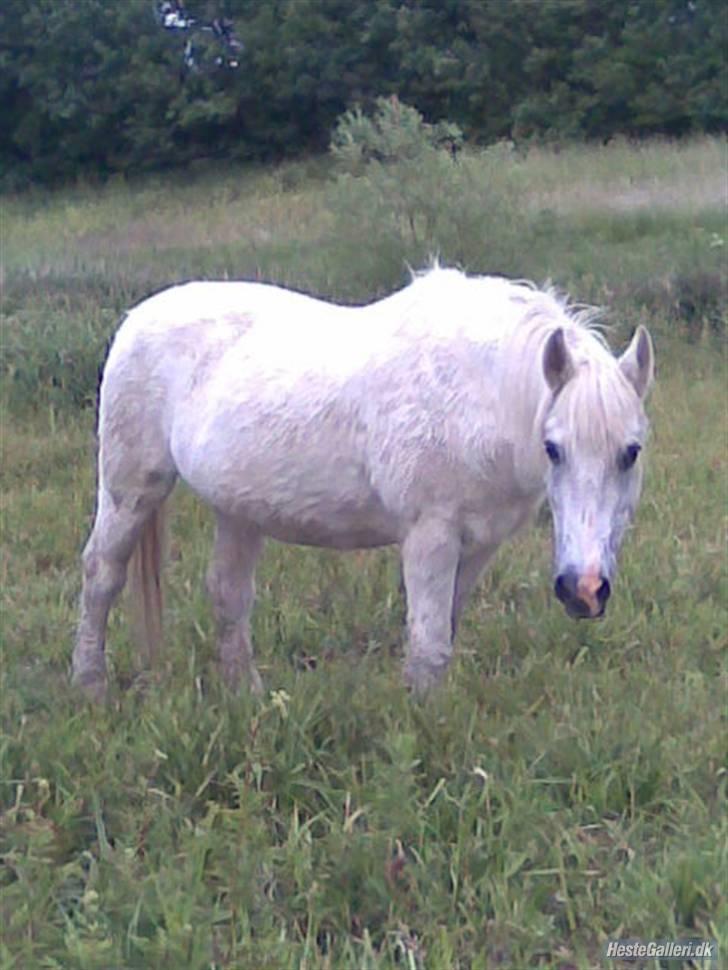 Anden særlig race minder om tekilla R.I.P < altid elsket og savnet - tulle på eng billede 2