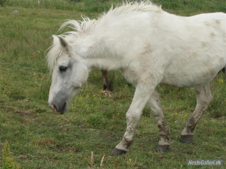 Anden særlig race minder om tekilla R.I.P < altid elsket og savnet billede 3