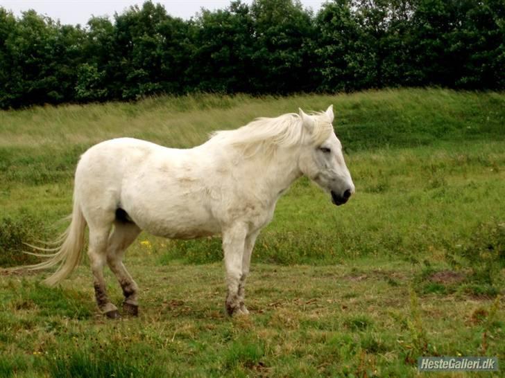 Anden særlig race minder om tekilla R.I.P < altid elsket og savnet billede 4