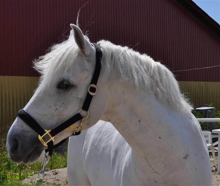 Connemara Grey Choise Lover  - glem aldrig det, der betyder mest for dig, heller ikke hvis der kommer noget nyt og spændende. jeg vil aldrig glemme dig lige meget hvad! du er en del af mit liv.<3 billede 15