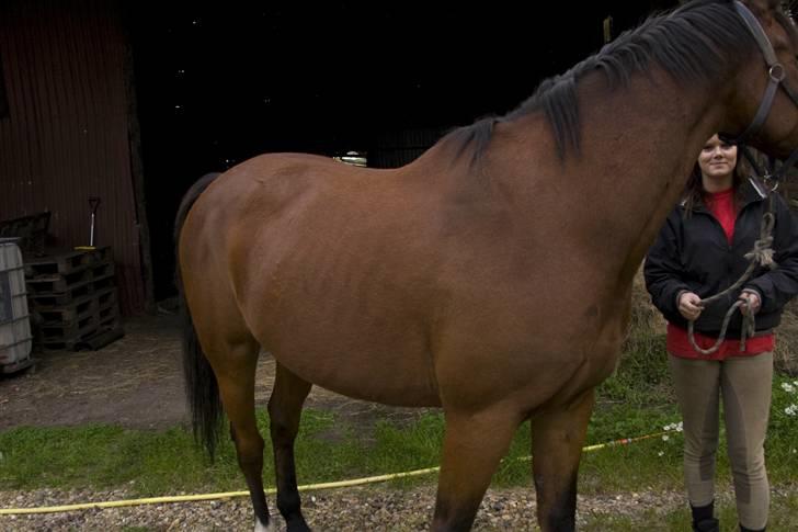 Oldenborg Mahjong †aflivet† R.I.P - D. 21/9-08  Her er han lige kommet hjem. billede 13