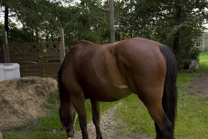 Oldenborg Mahjong †aflivet† R.I.P - D. 21/9-08  Her er han lige kommet hjem. billede 14