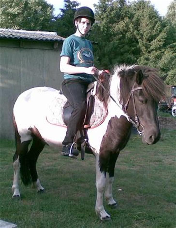 Islænder Vigri *SOLGT* - Første gang med rytter.... (mig  :o) ) billede 11