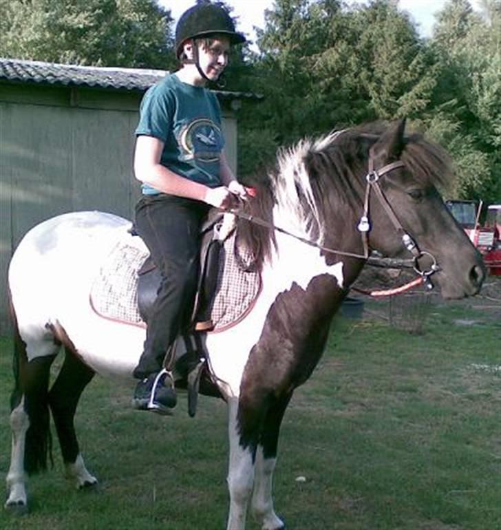 Islænder Vigri *SOLGT* - Han er skøn "min" Vigger.... billede 12