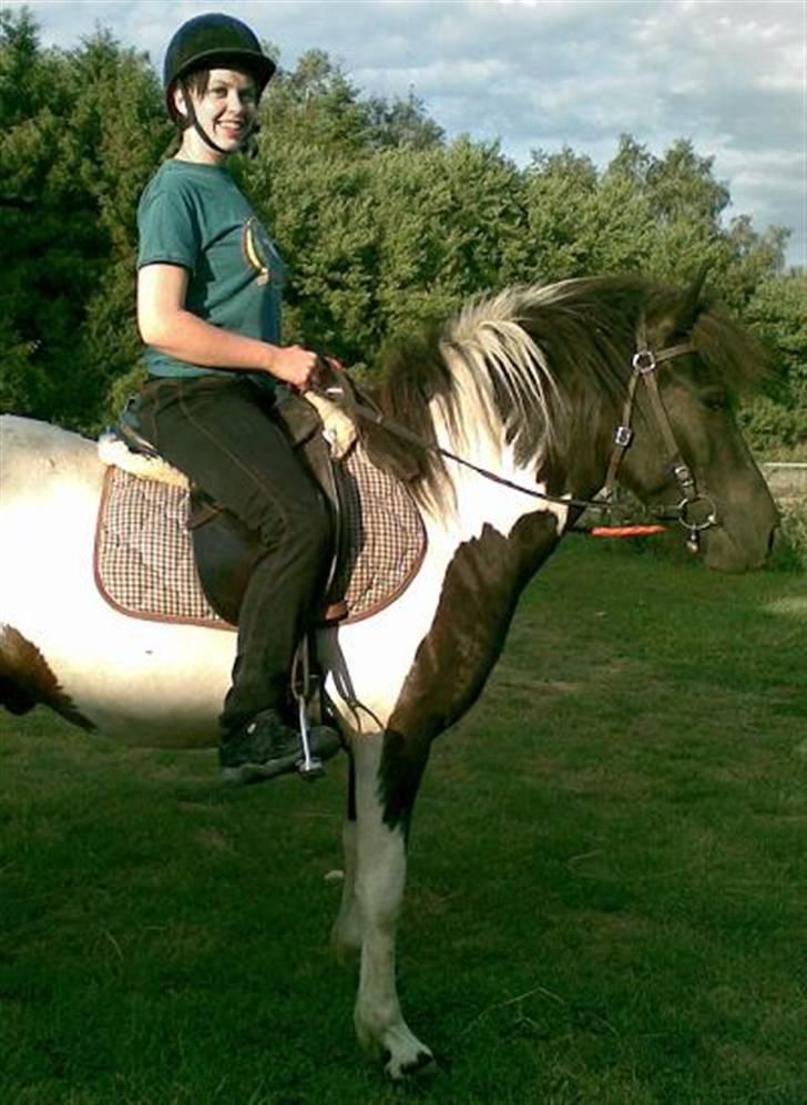 Islænder Vigri *SOLGT* - We are Happy.... billede 13