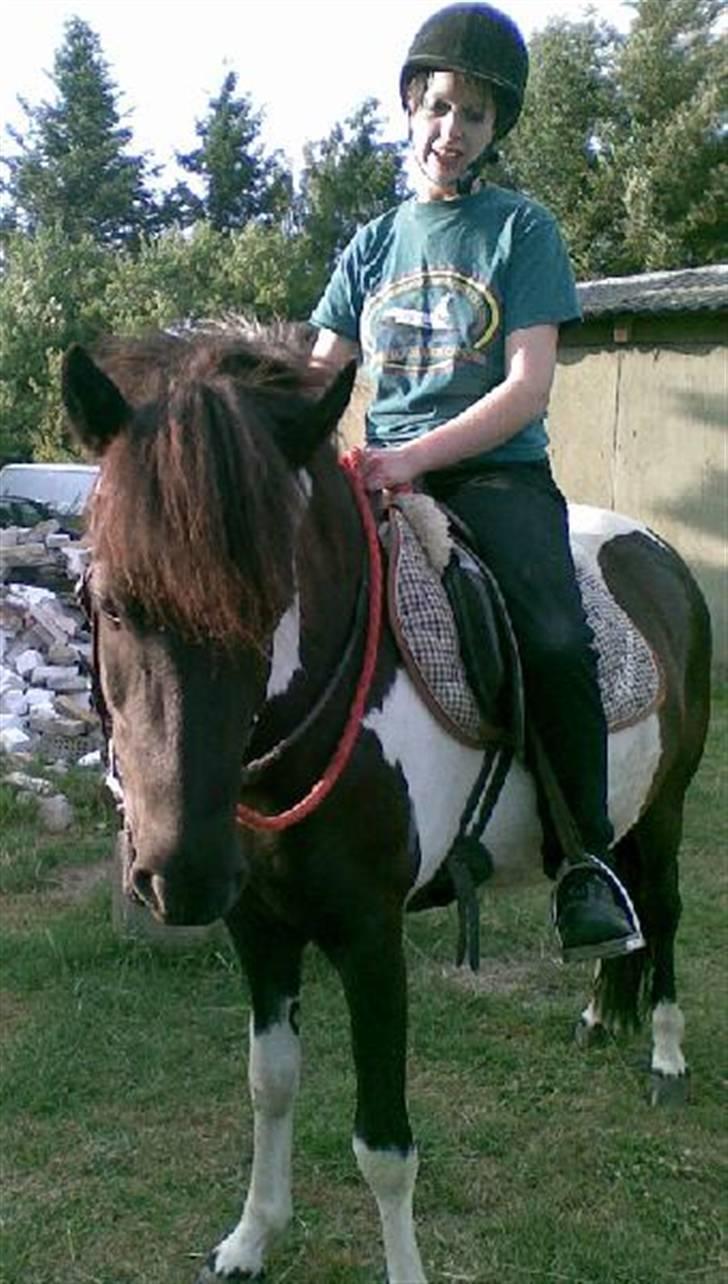 Islænder Vigri *SOLGT* - Men jeg ser bøvet ud, men vi er ret enige om grimassen her.... *Smil* billede 14