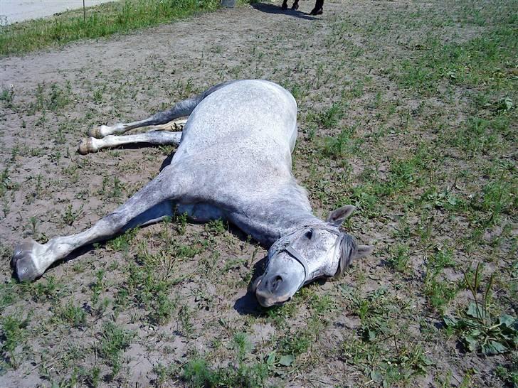 New Forest Laterne |B-pony  - Terne tager sig lige en lille morfar :* <3    Foto: Mig billede 17