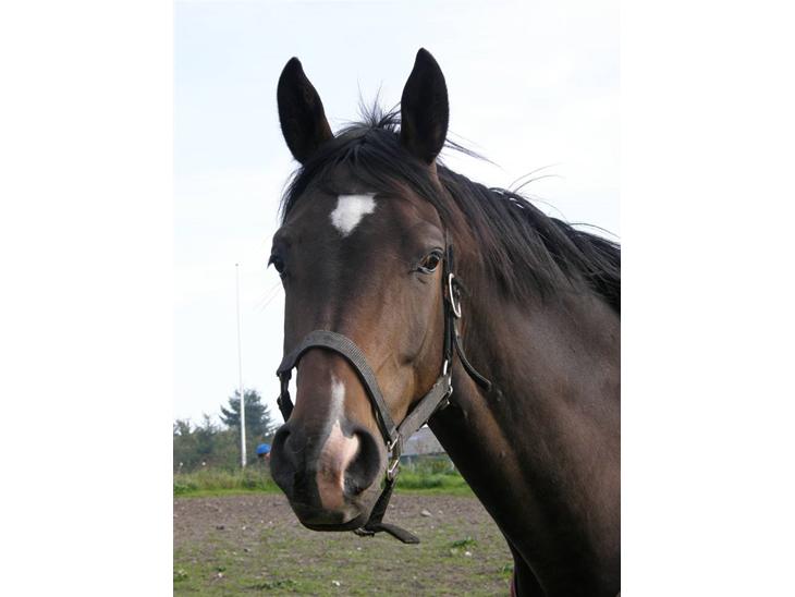 {{currentPhoto.altText}} billede {{currentPhoto.number}}