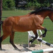 Anden særlig race Romeo