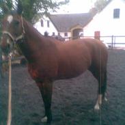 Dansk Varmblod Douce