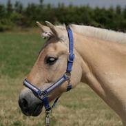 Fjordhest Asterix SOLGT