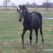 Dansk Varmblod Lillevangs Gaia