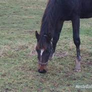 Dansk Varmblod Lillevangs Gaia