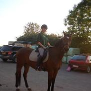 Trakehner Junior