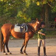 Trakehner Junior