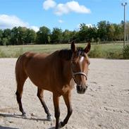 Dansk Varmblod Aikas´ Venus