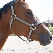 Dansk Varmblod Aikas´ Venus