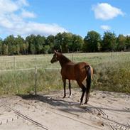 Dansk Varmblod Aikas´ Venus