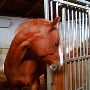 Anden særlig race Malua