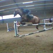 Anden særlig race Malua