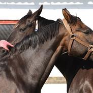 Anden særlig race Horsebjerg Massimou SOLGT