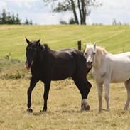 Anden særlig race Horsebjerg Massimou SOLGT