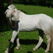 Anden særlig race Smukke ( død )