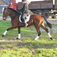 Dansk Varmblod garbo