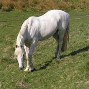 New Forest Til's Gustaaf. (Shaggy)<3