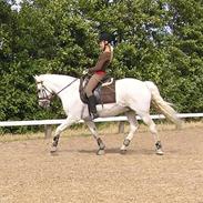 New Forest Til's Gustaaf. (Shaggy)<3