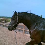 Frieser Fonger fan der Adelvej