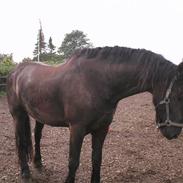 Frieser Fonger fan der Adelvej