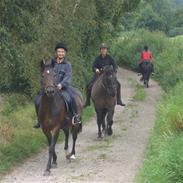 Dansk Varmblod Quintus