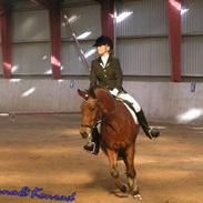 New Forest Konrad Kohave {RIP}