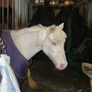 Anden særlig race Smukke ( død )