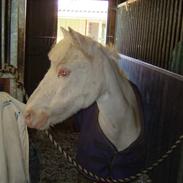 Anden særlig race Smukke ( død )