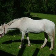 Anden særlig race Smukke ( død )