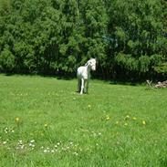 Anden særlig race Smukke ( død )