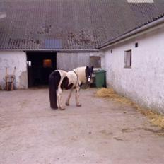 Anden særlig race Cervinagaards Mikja