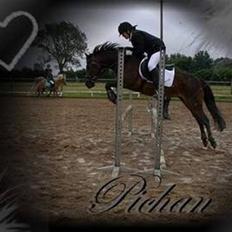 New Forest Pichan R.I.P.