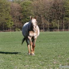 Knabstrupper Roxy Music-Tidligere hest