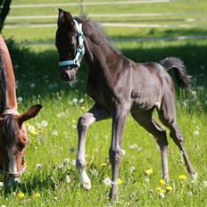 DSP Moonjam´s Classic Touch