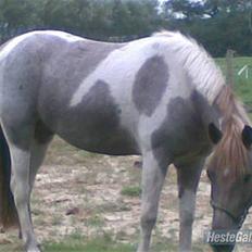 Anden særlig race Silwester R.I.P