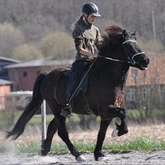 Islænder Ganti fra Døesbæk